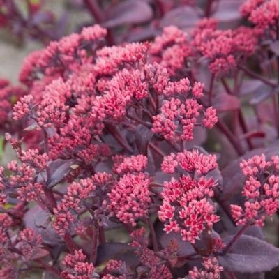 Sedum 'Chocolate Cherry'